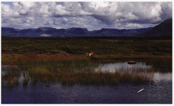 A caribou in Gros Morne National Park, Newfoundland