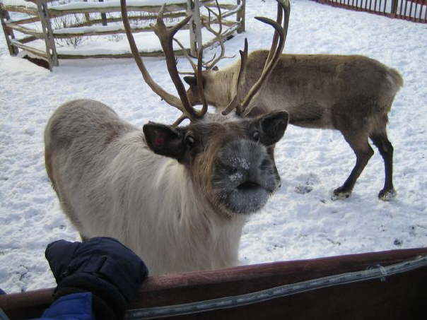 Reindeer kiss